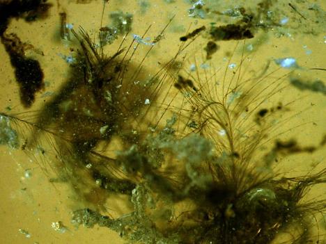 Plumes primitives découvertes dans l’ambre crétacé (100 000 millions d’années) des Charentes. © Vincent Perrichot / Didier Néraudeau CNRS